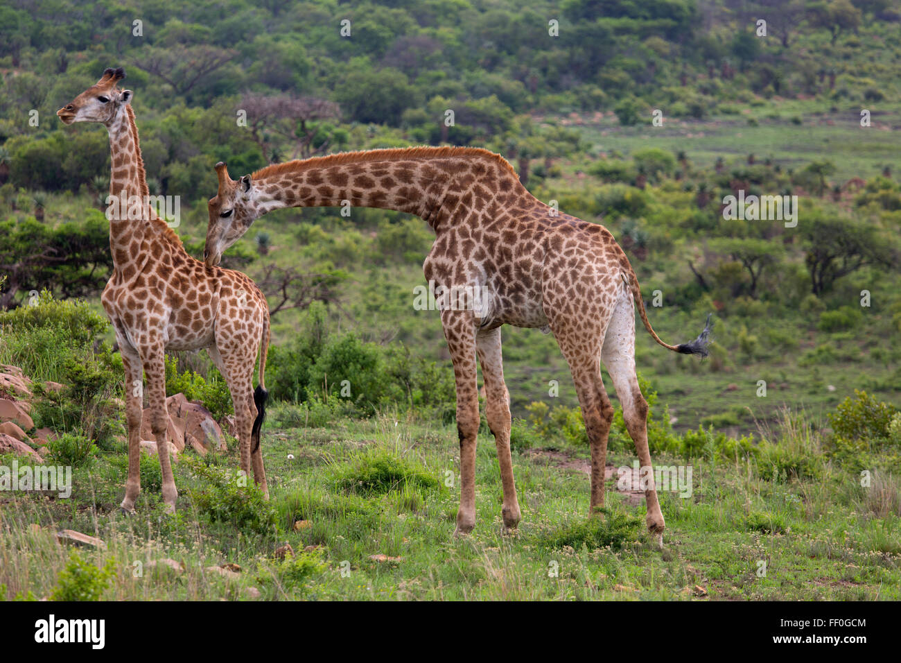 a group of Cape Giraffe Giraffa camelopardalis Natal South Africa Stock Photo