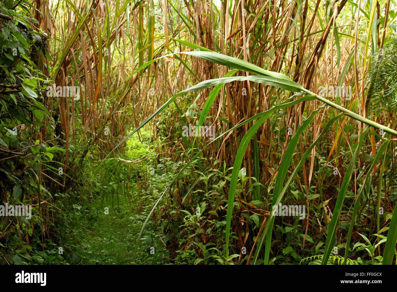 A trail through the jungle thickly overgrown with plants and bushes ...