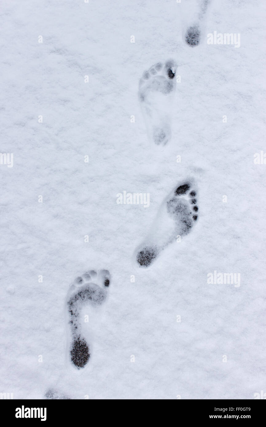 Footprints in the Snow Stock Photo