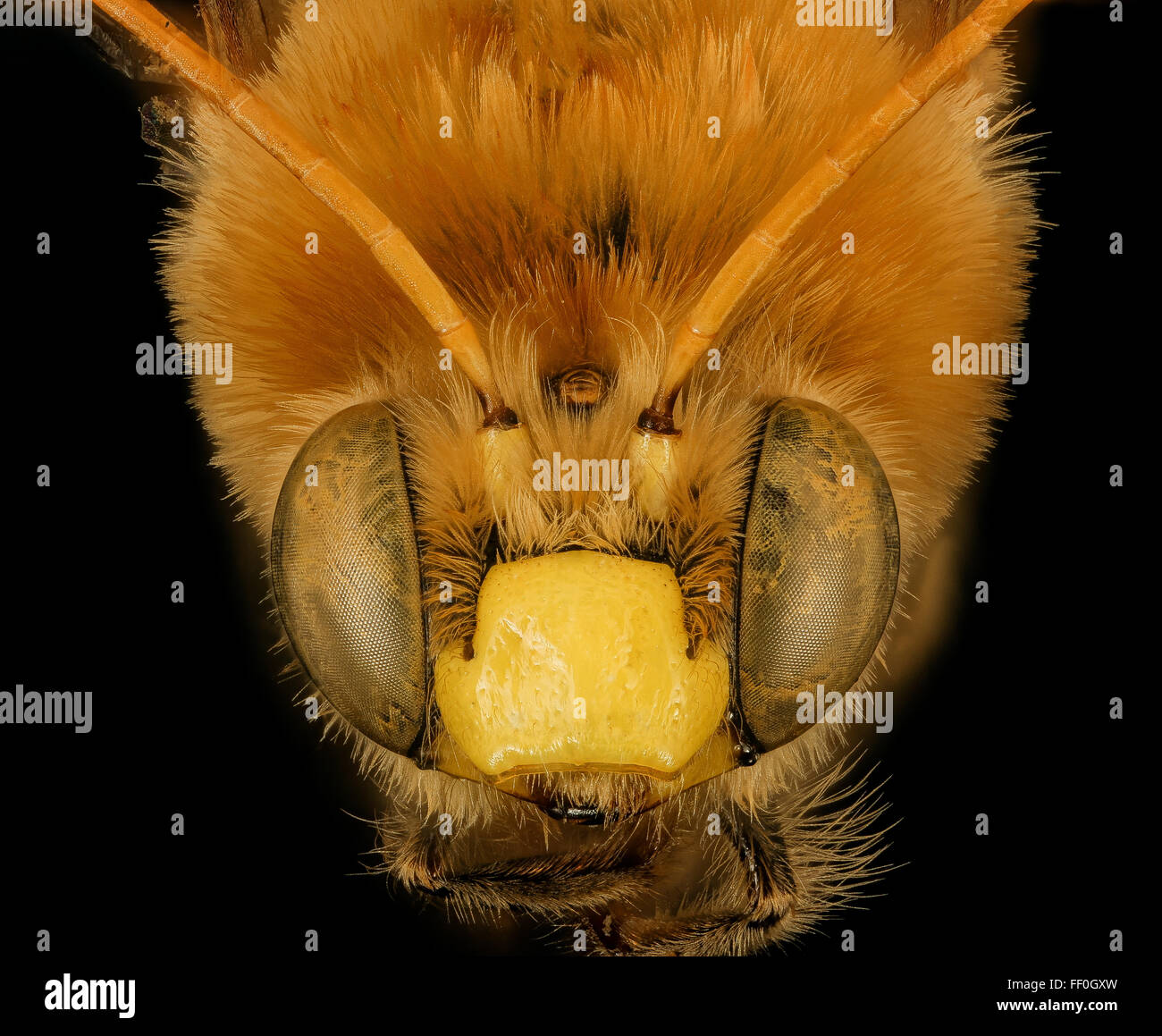 Martinapis luteicornis, M, face, Wilcox, AL 2015-11-03-181713 ZS PMax UDR Stock Photo