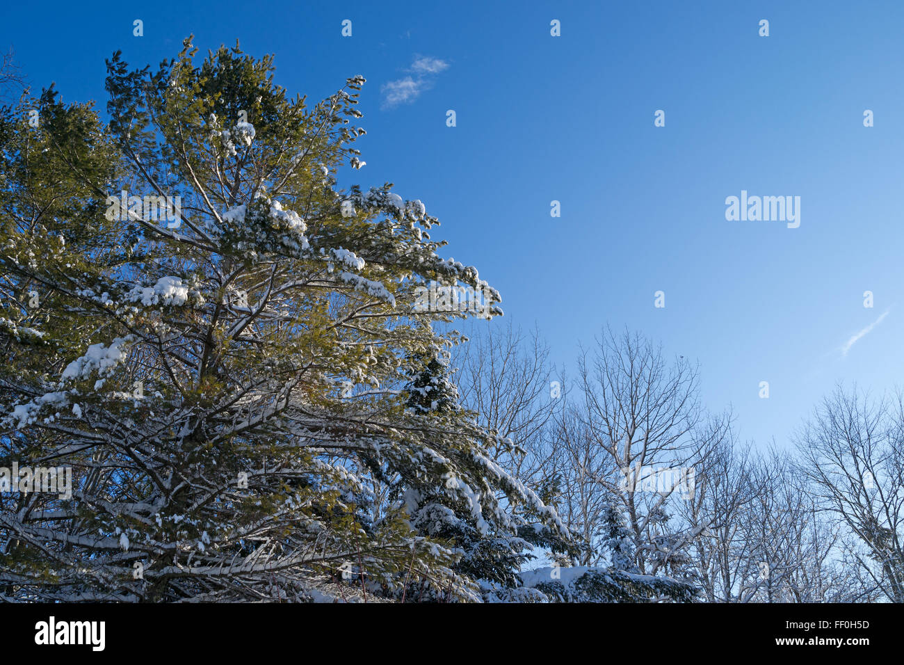 Hardwood trees hires stock photography and images Alamy