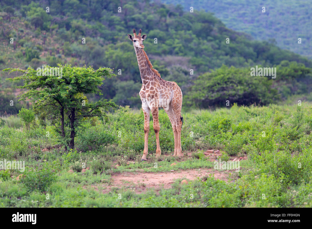Cape Giraffe Giraffa camelopardalis feeding Stock Photo