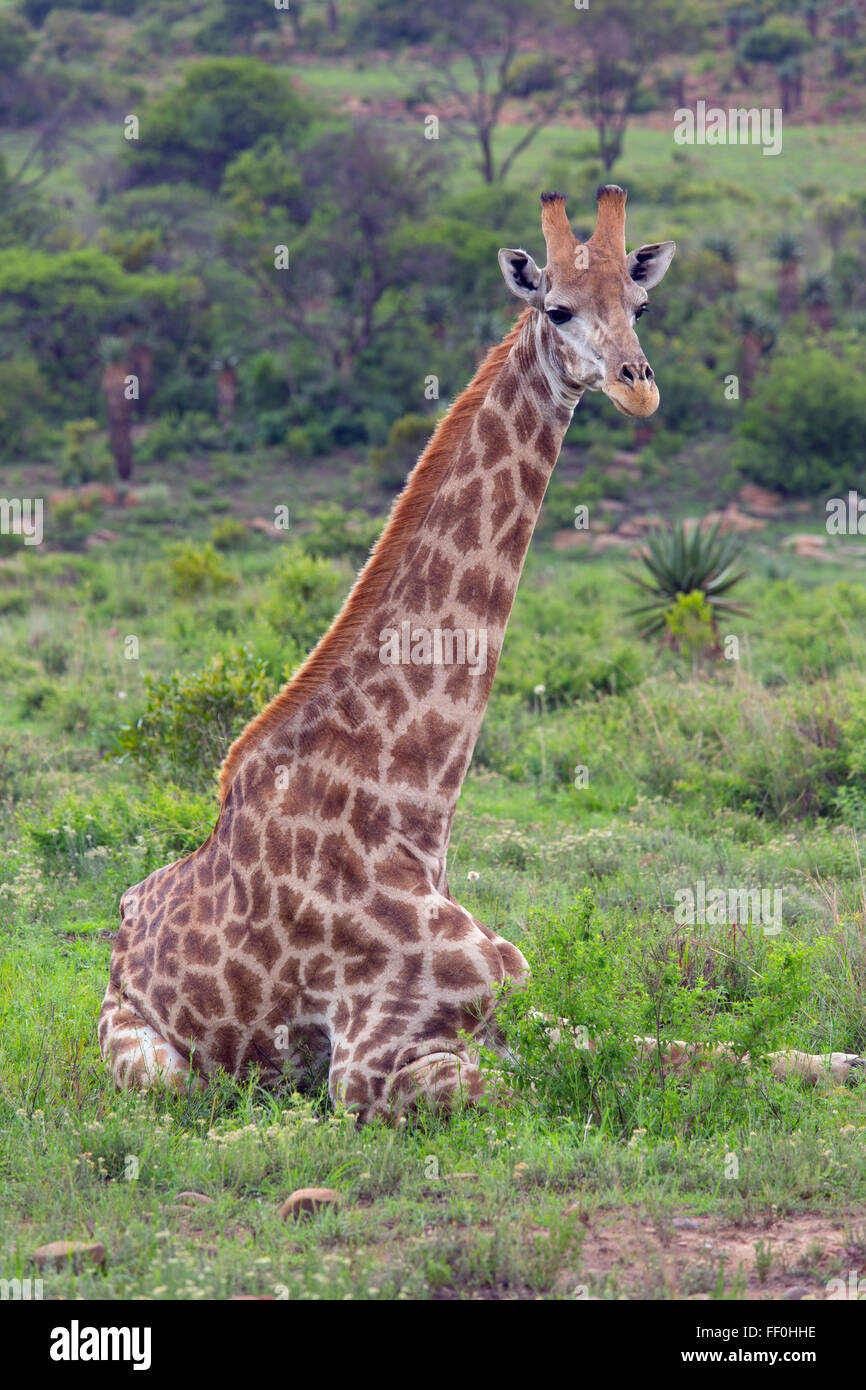 Terrestrial animal hi-res stock photography and images - Alamy Terrestrial animal hi-res stock photography and images - Alamy
