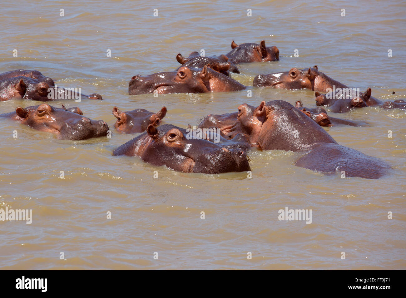 Hippopotamus Hippopotamus amphibious Stock Photo