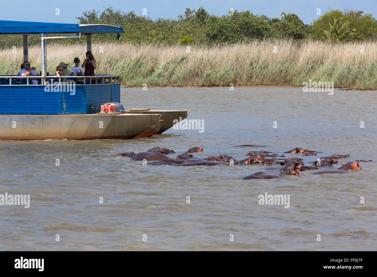 Hippopotamus Hippopotamus amphibious Stock Photo