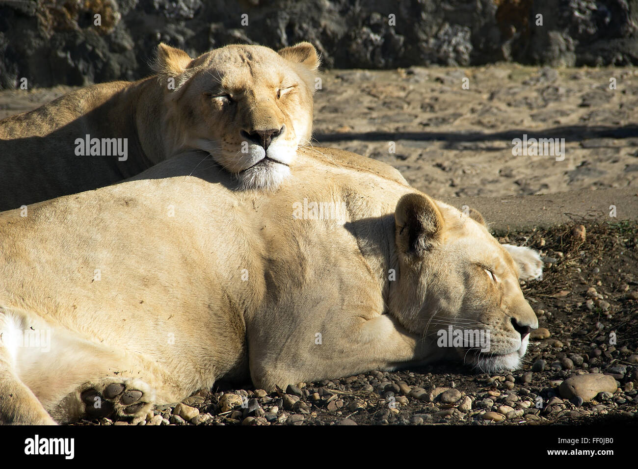 Belgrade ZOO - Two Lionesses resting and sunbathing at unexpectedly warm February afternoon Stock Photo