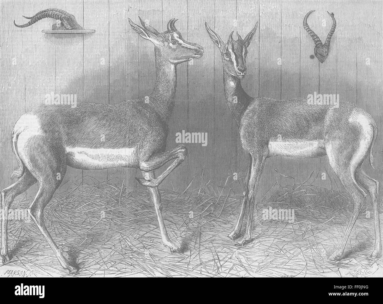 LONDON Antelopes from Sudan 1867. Illustrated London News Stock Photo