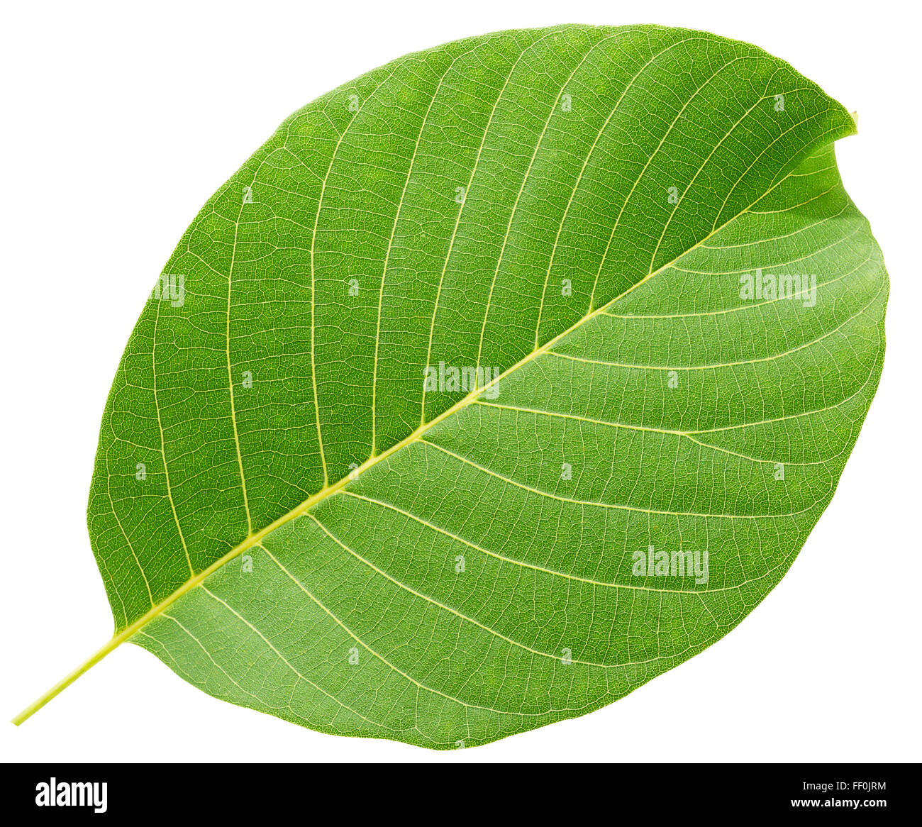 walnut leaf isolated on the white background Stock Photo Alamy