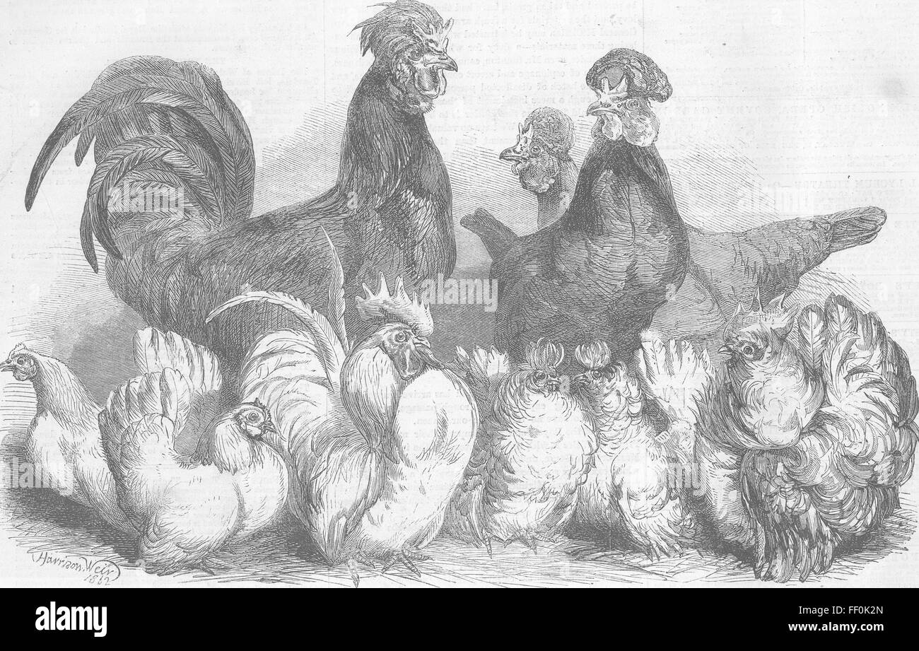 BIRDS Crevecceur Fowls & Japanese Bantams 1862. Illustrated London News Stock Photo