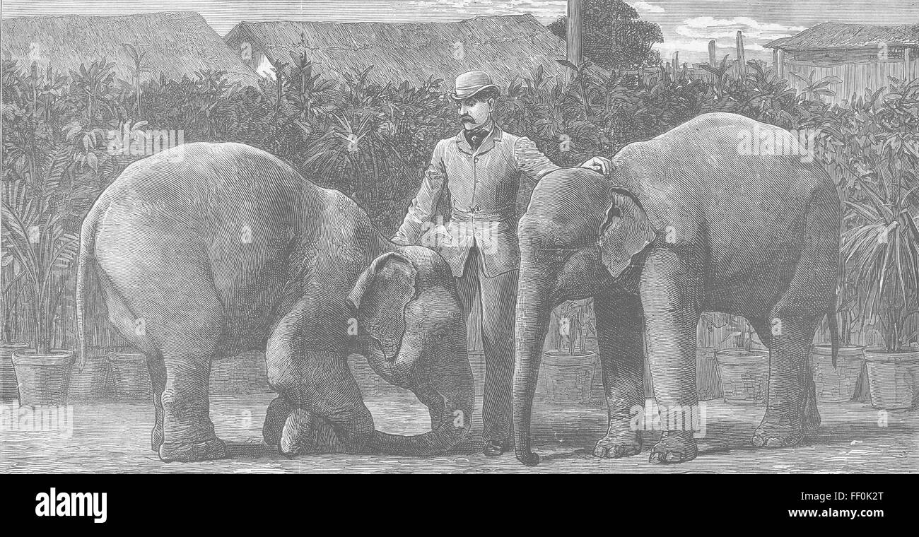 BURMA Burmese elephants born, captivity 1881. The Graphic Stock Photo