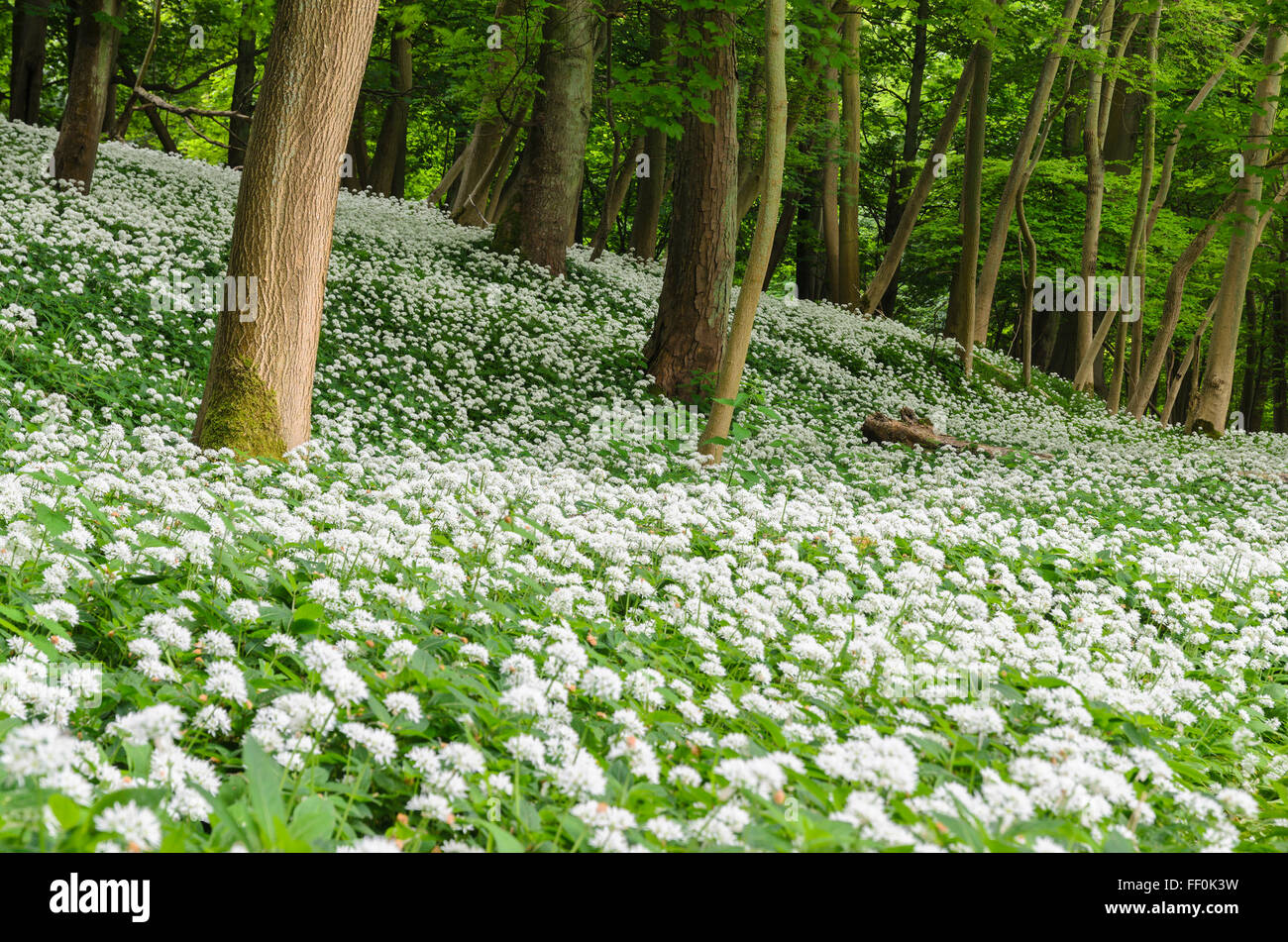 Wild Garlic (Allium Ursinum) growling in woodland in Hertfordshire, England, UK. Stock Photo
