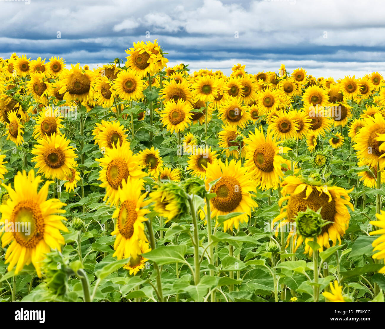Bright sunflowers under dark skies Stock Photo - Alamy
