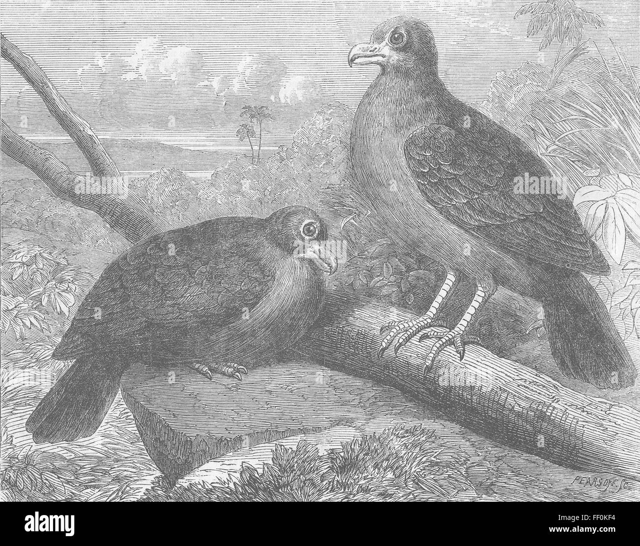 BIRDS From Samoa Didunculus Strigirostris 1864. Illustrated London News Stock Photo