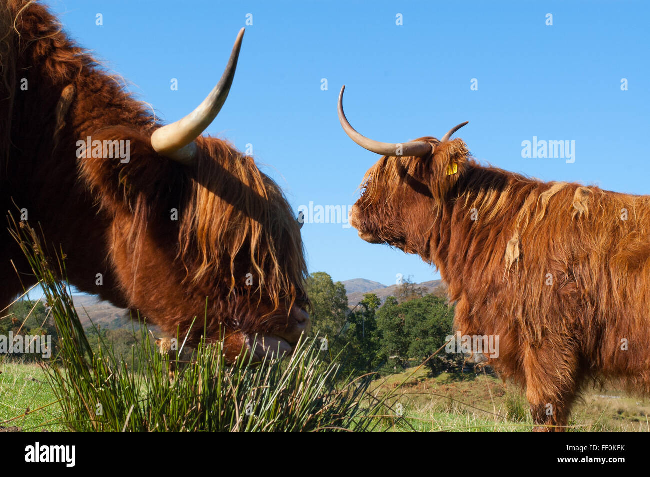 Two Scottish Highland Cows grazing in a field in Scotland Stock Photo