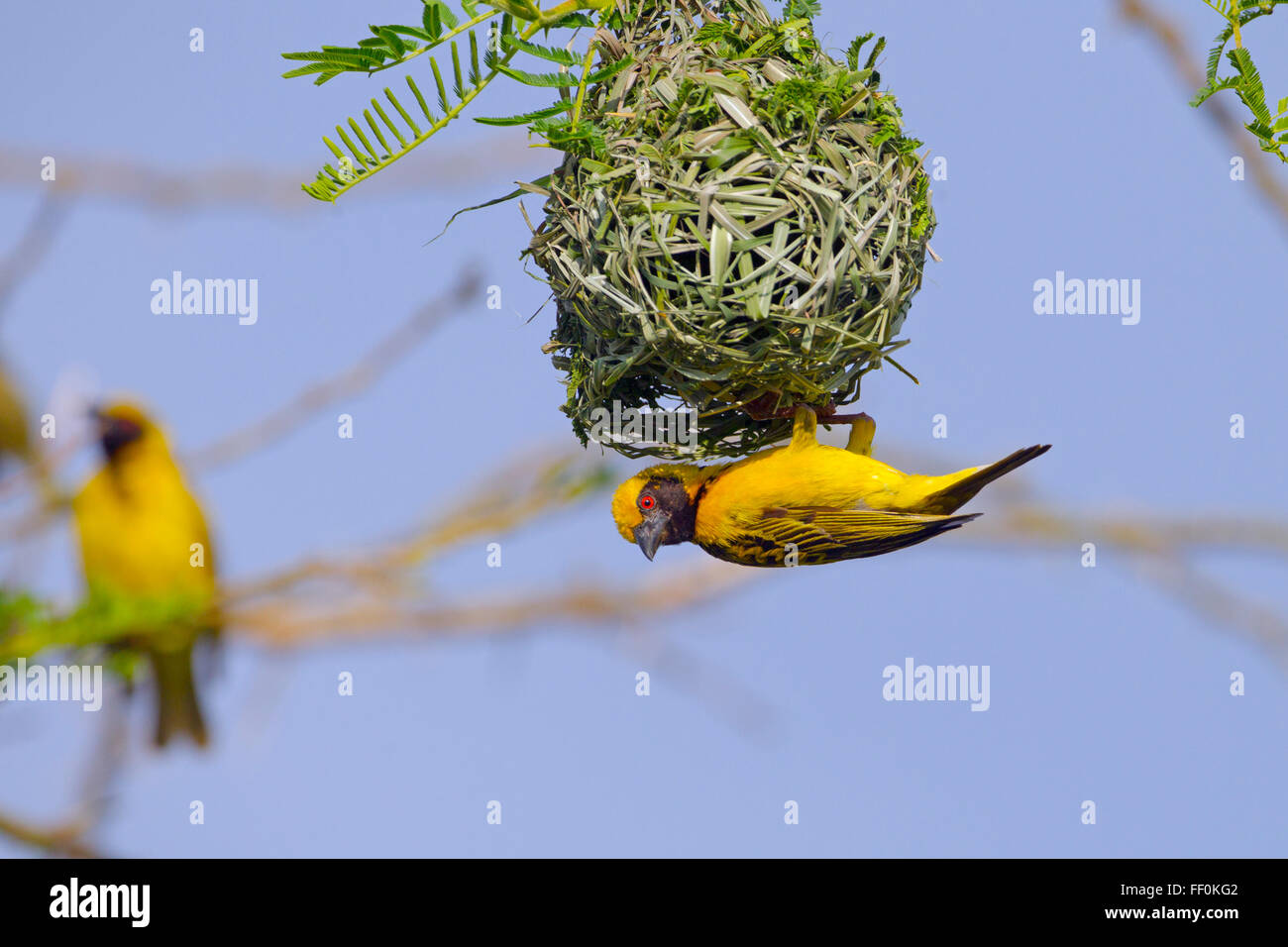 Southern Masked Weaver Ploceus velatus male building nest Stock Photo