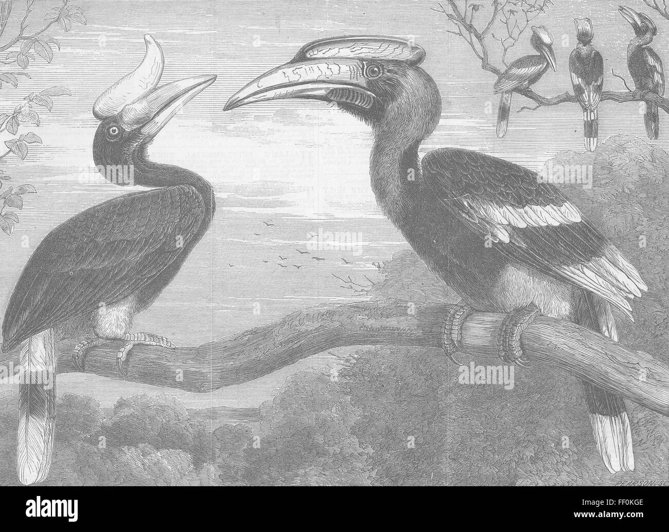 LONDON Hornbills, Gdns of, Regent's Park 1864. Illustrated London News Stock Photo