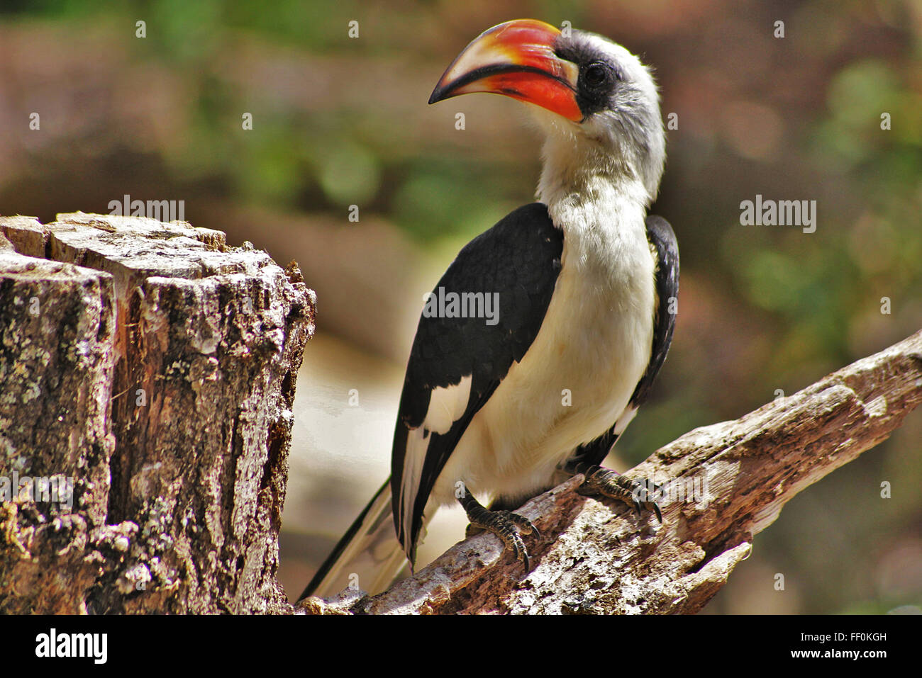 Southern Yellow-Billed Hornbill in Kruger National Park Stock Photo