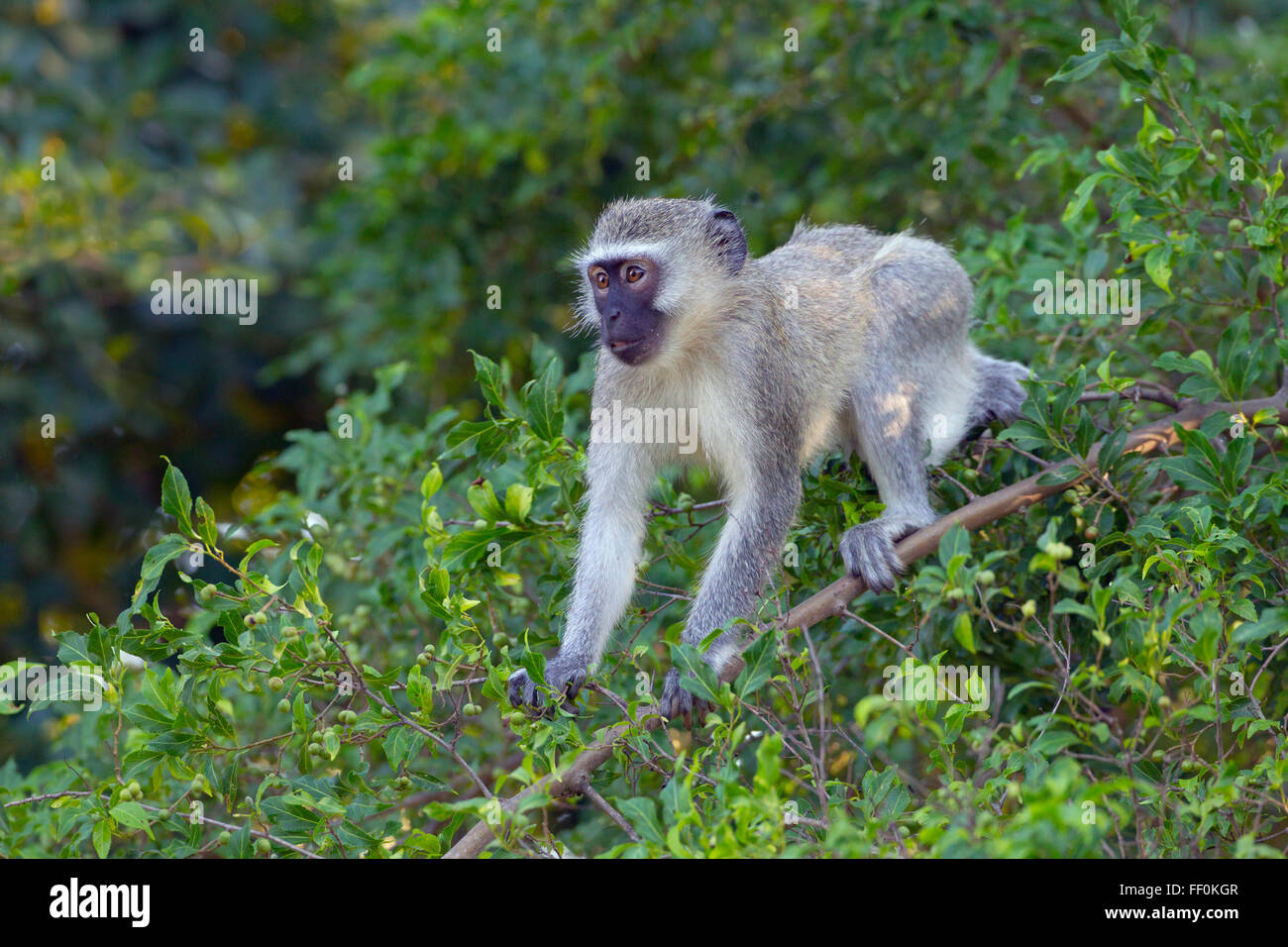 Vervet monkey Chlorocebus pygerythrus in garden shrubbery Stock Photo