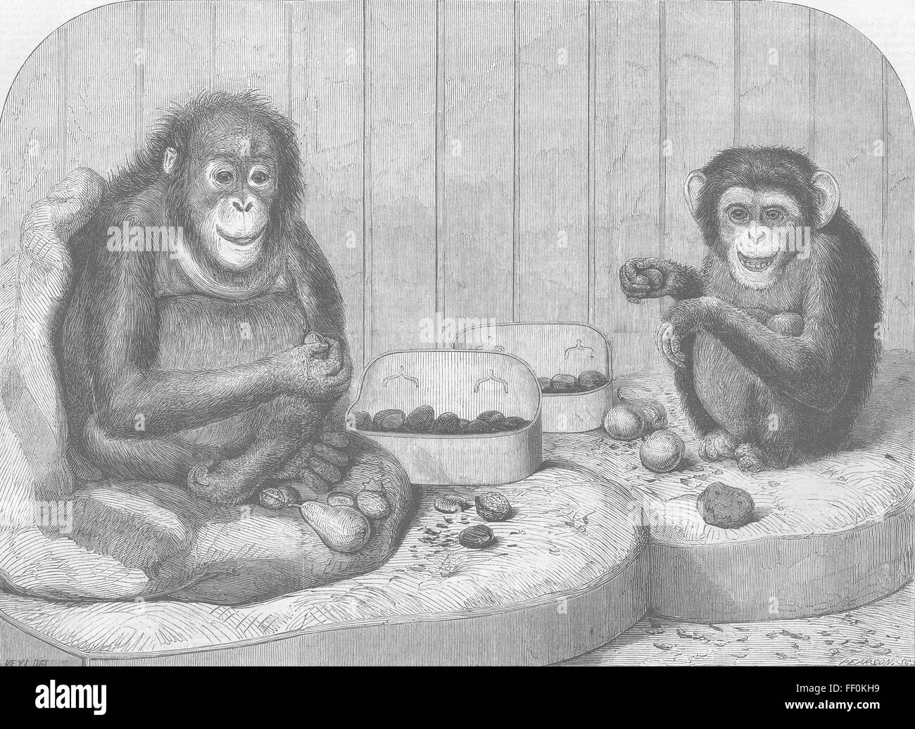 LONDON Chimpanzee & ourang-outang, zoo 1864. Illustrated London News Stock Photo