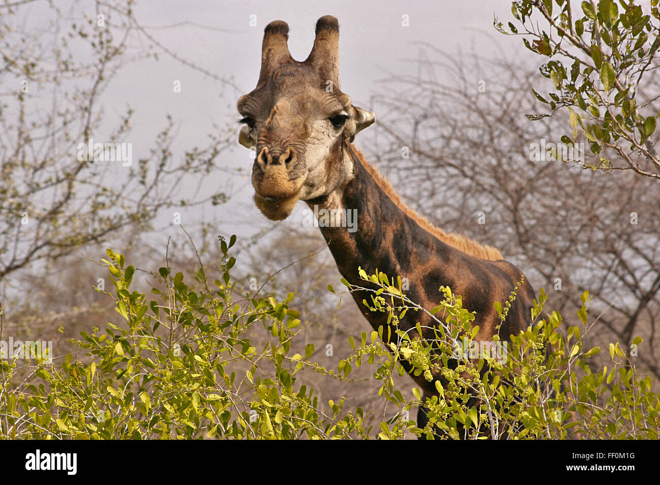 A giraffe leaning over some trees to eat in South Africa's Kruger National Park. Stock Photo