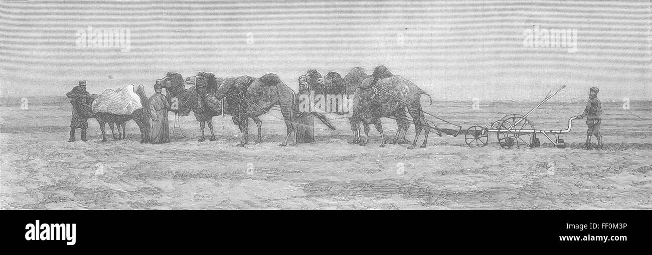 RUSSIA Ploughing with camels, Kirghese Steppes 1883. The Graphic Stock Photo