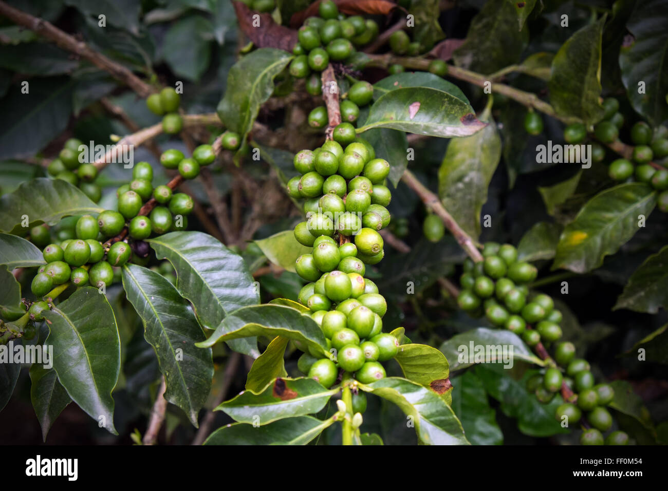 Coffee Beans on Plant Stock Photo Alamy