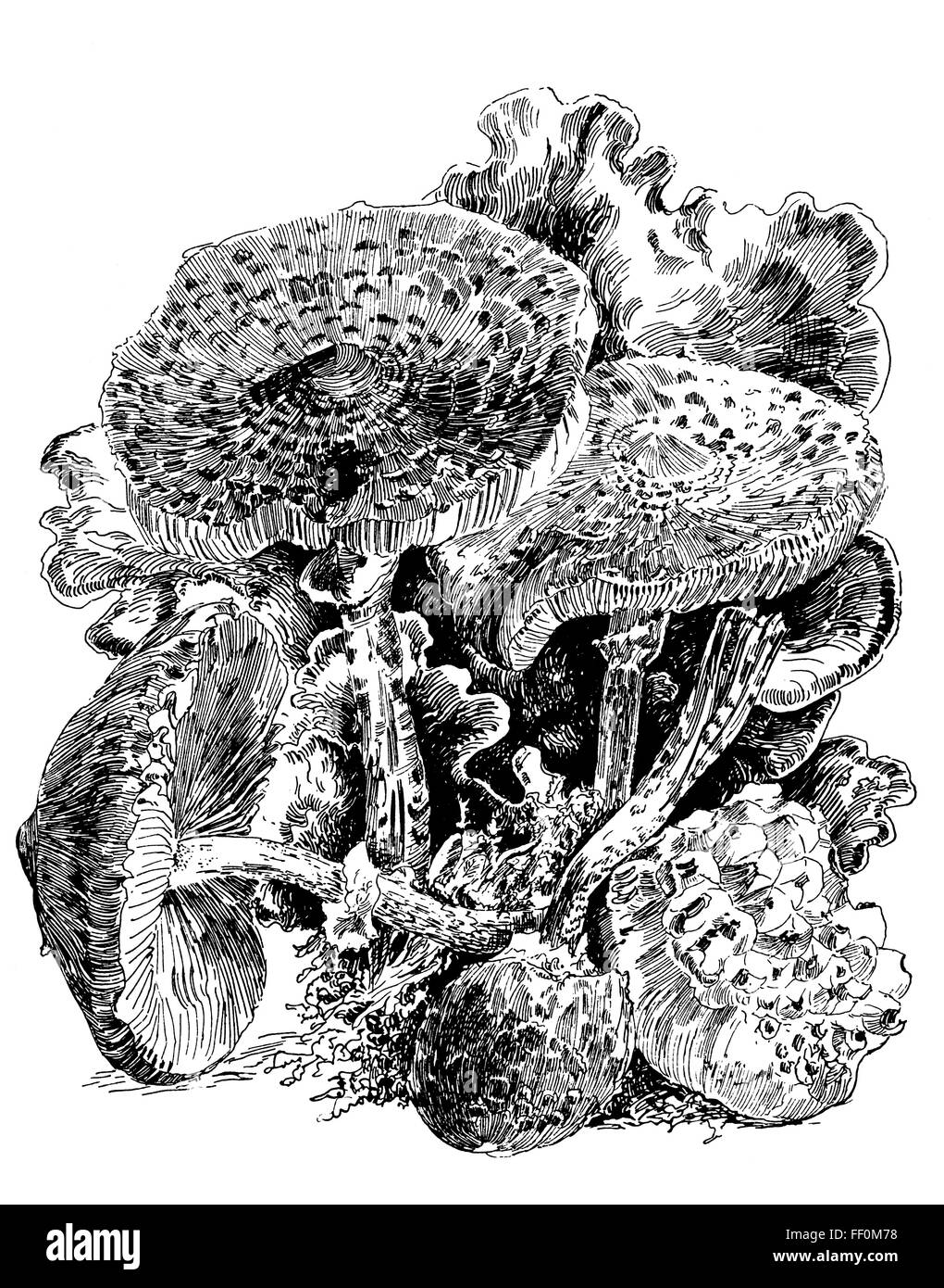 1897 pen and ink study of fungi, by Guy Halliday from Oakham, line Illustration from 1897 The Studio Magazine competition Stock Photo