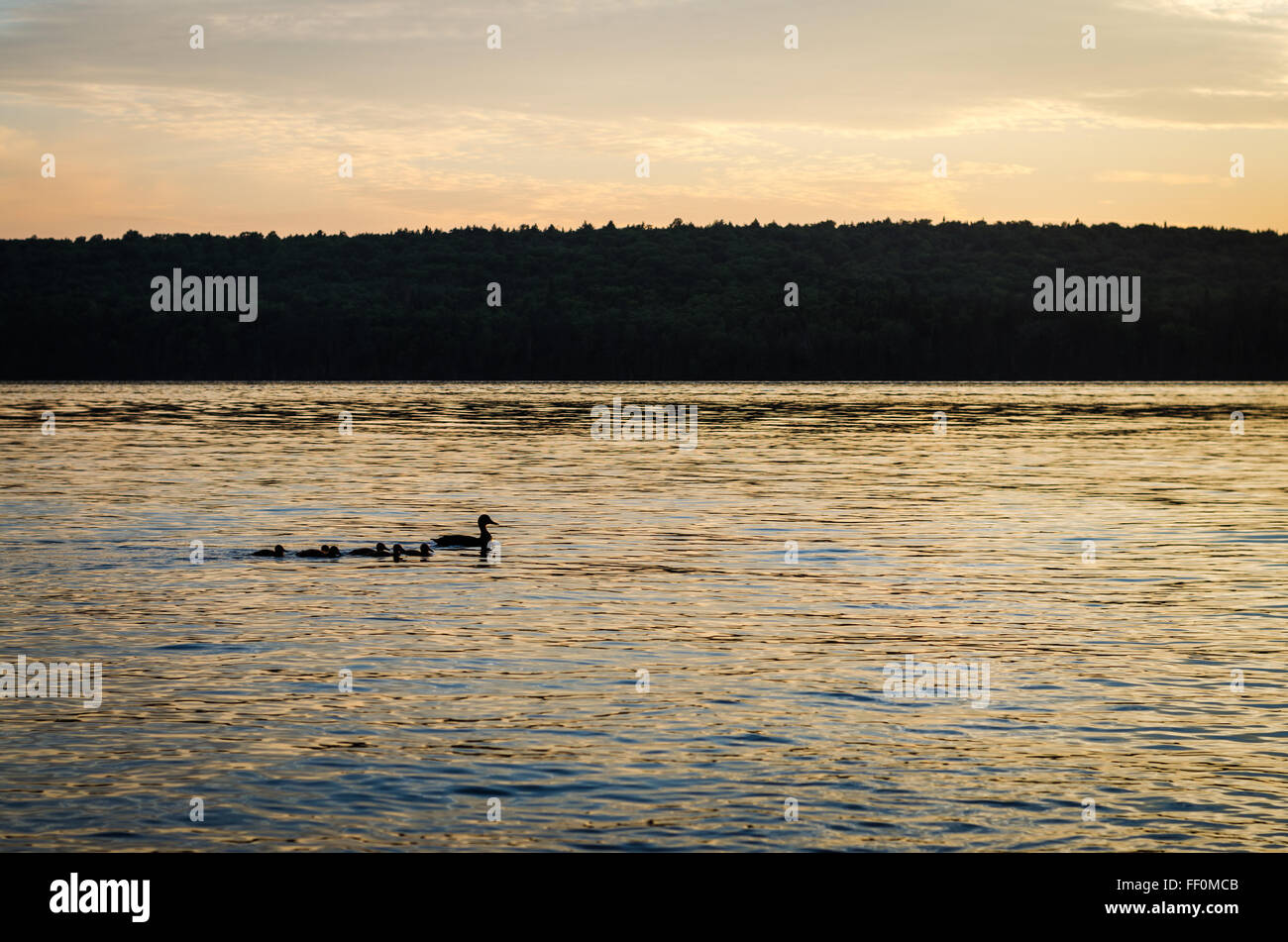 A mother American Black Duck leads her six ducklings across the lake on an evening swim. Stock Photo
