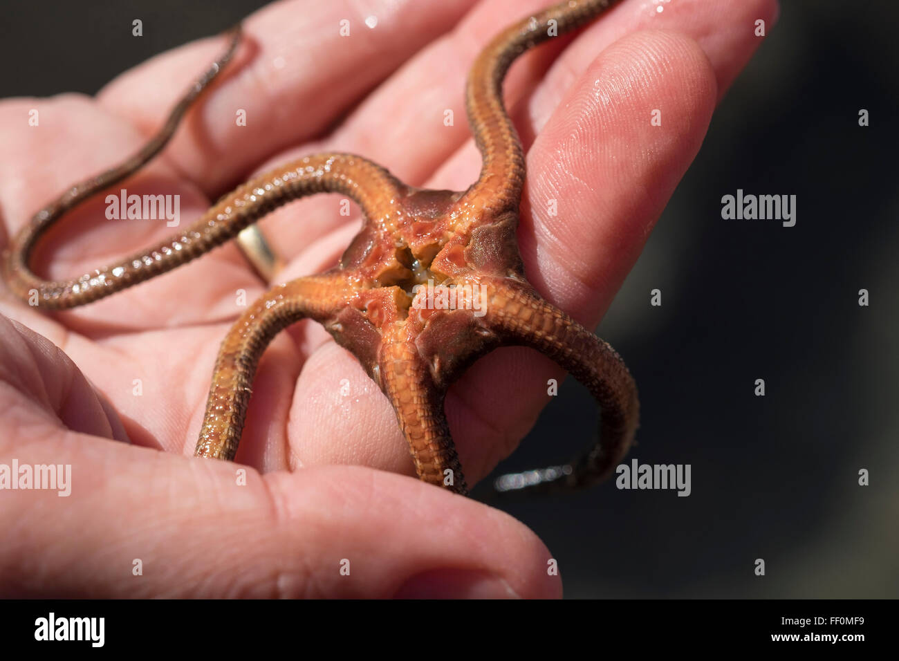 Starfish (Ophioderma longicaudum) with open mouth, in hand, La Gomera, Canary Islands, Spain Stock Photo