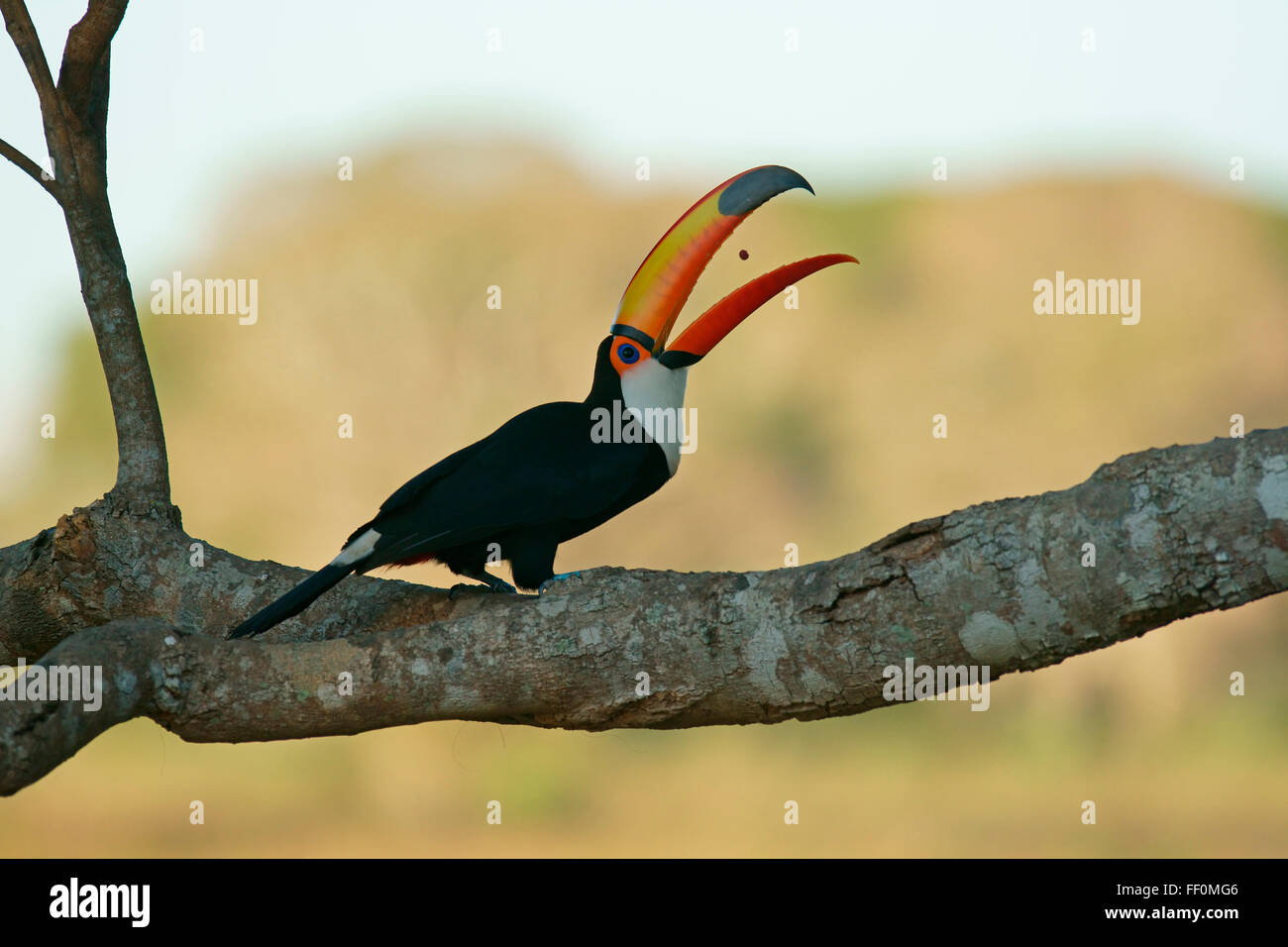 Common toucan or toco toucan (Ramphastos toko) catching food, feeding, Pantanal, Brazil Stock Photo