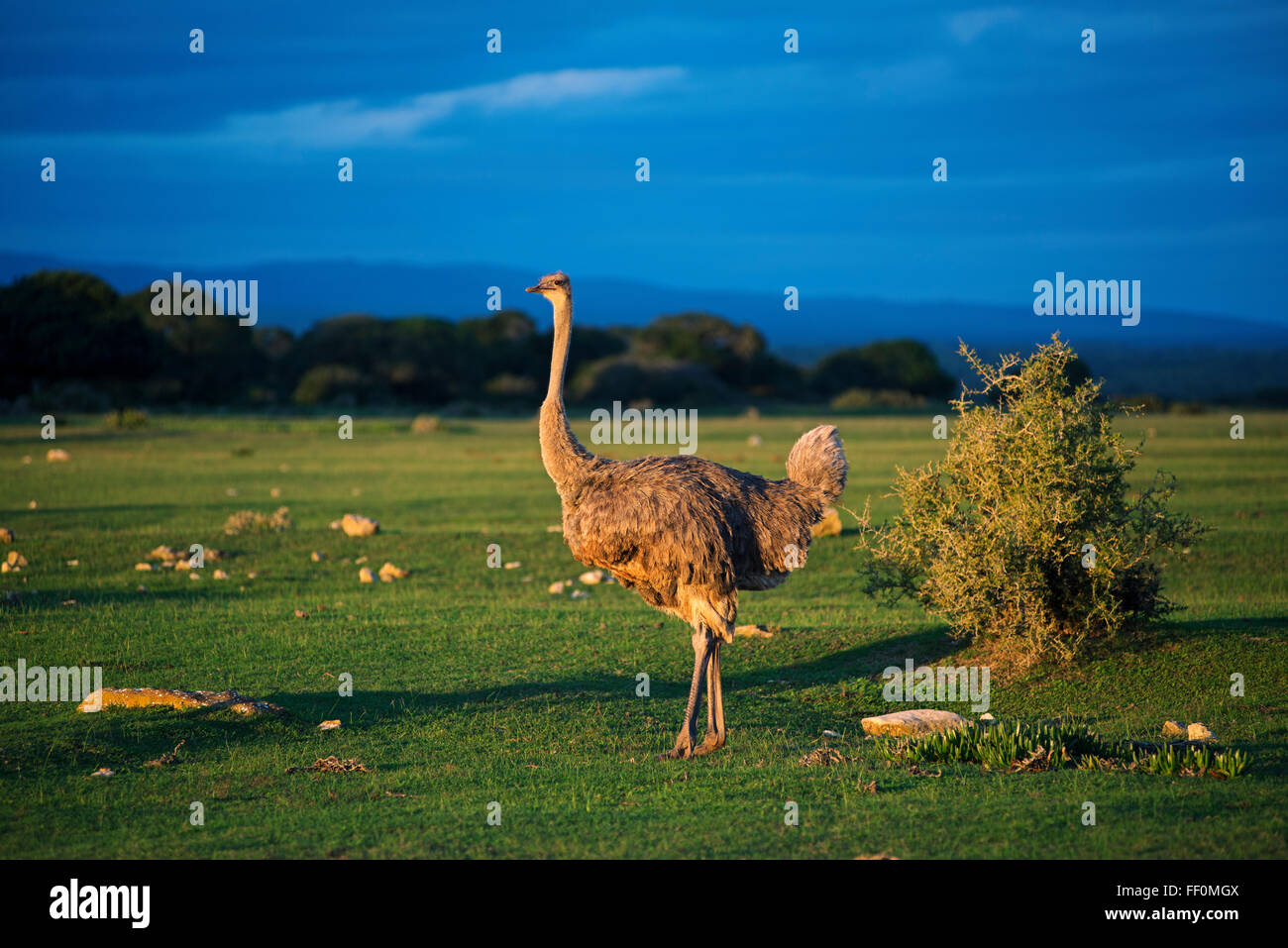 African ostrich (Struthio camelus), De Hoop Nature Reserve, UNESCO World Heritage Site, Garden Route, Western Cape, South Africa Stock Photo