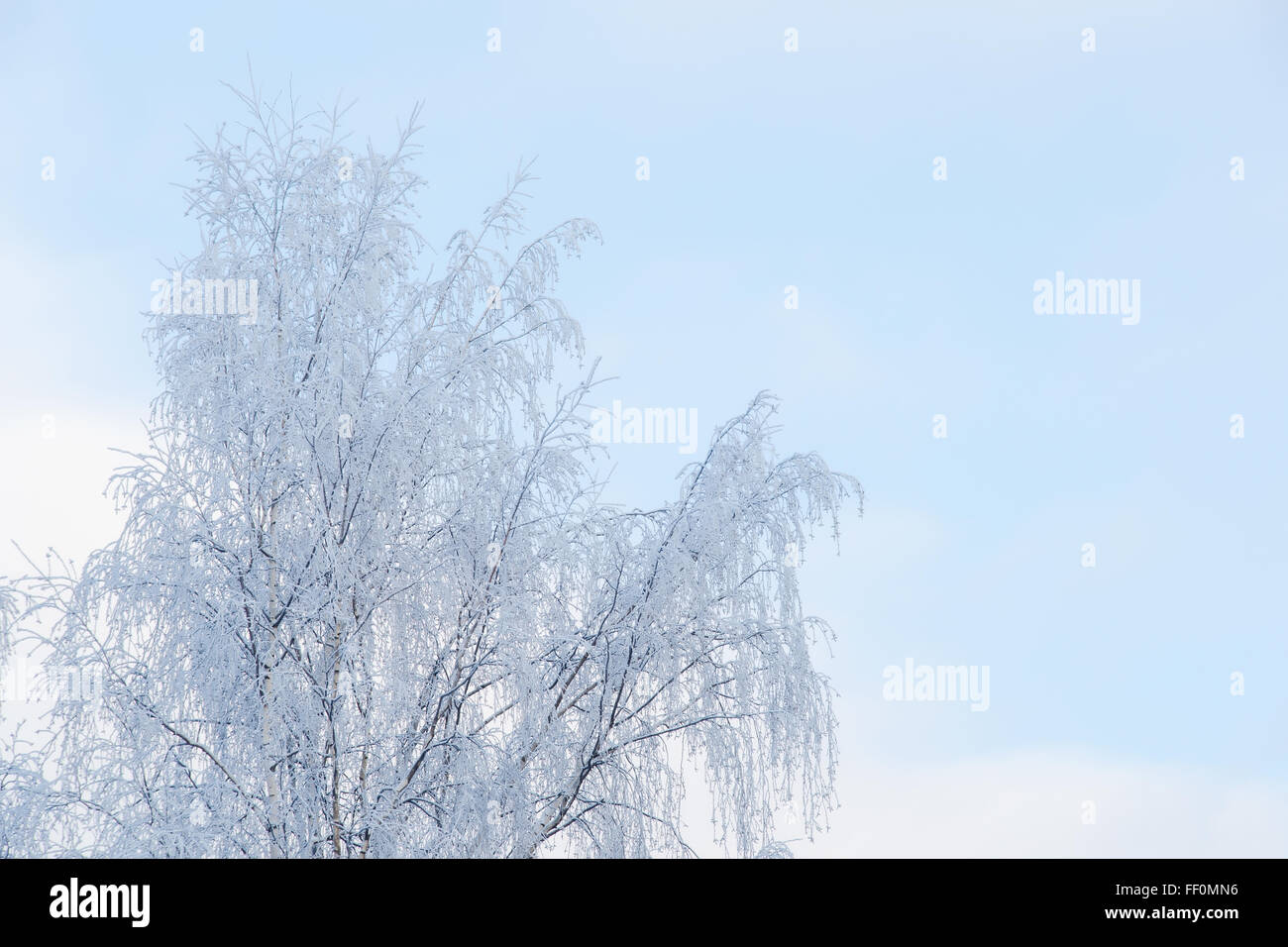 Frosty tree against a blue winter blue sky Stock Photo - Alamy