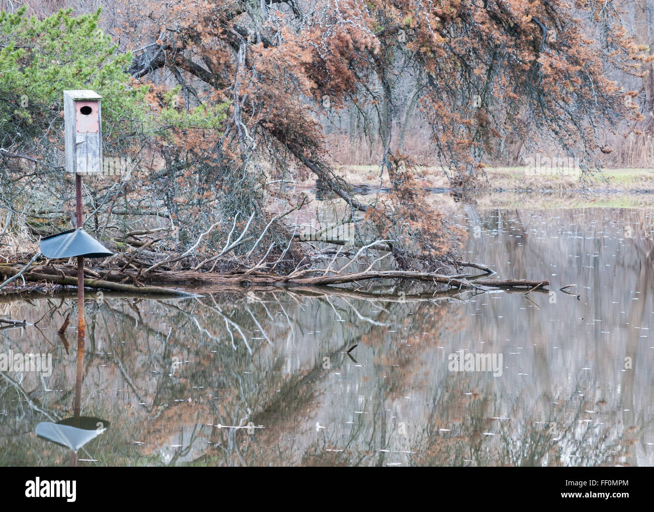 Bird Nesting Box in a  swamp pond in the winter. Stock Photo