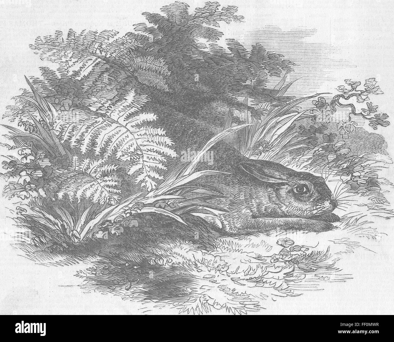 Hares Form High Resolution Stock Photography and Images - Alamy