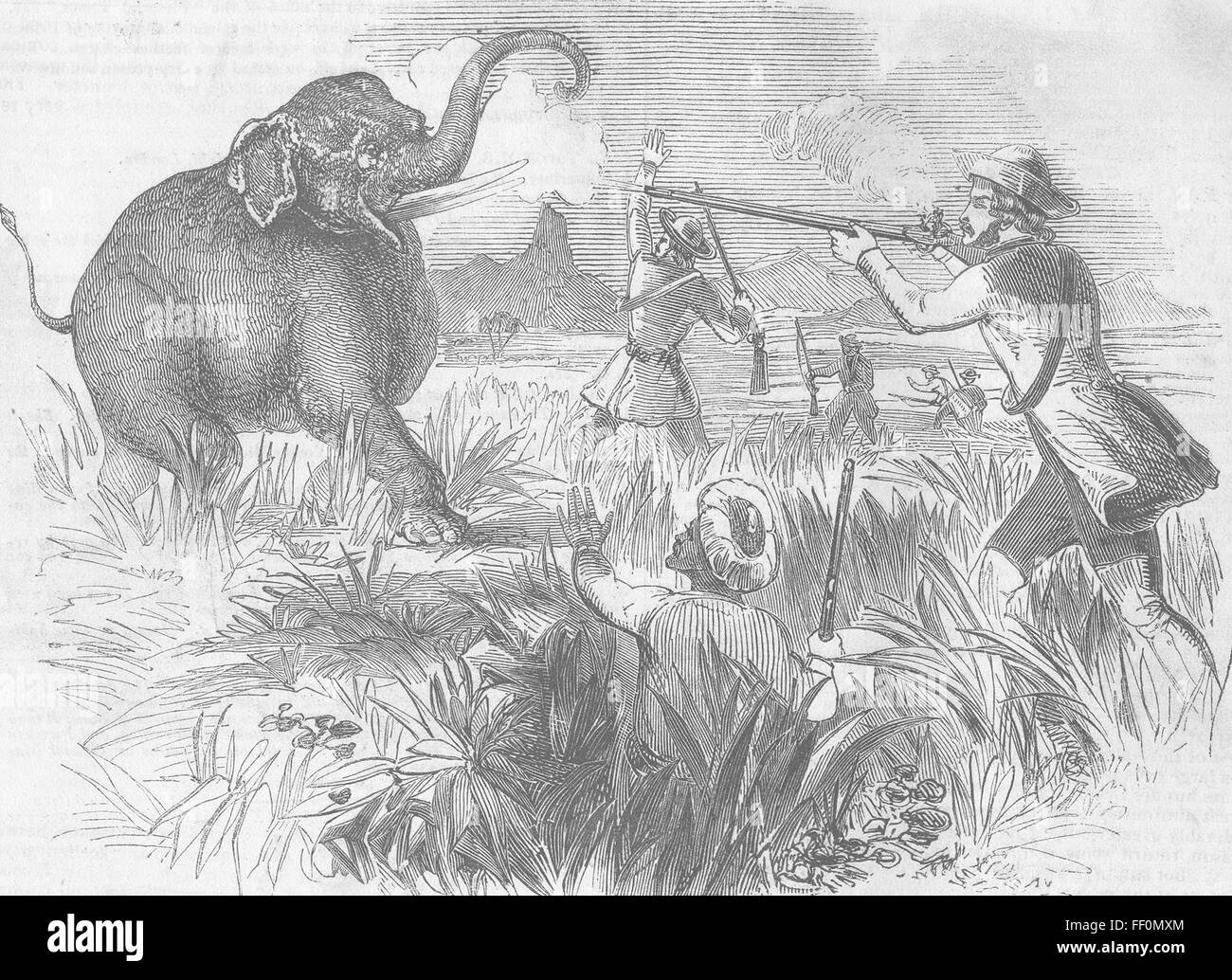 Crazy Hunter Shooting Crazy Elephant Funny Stock Photo 173575571