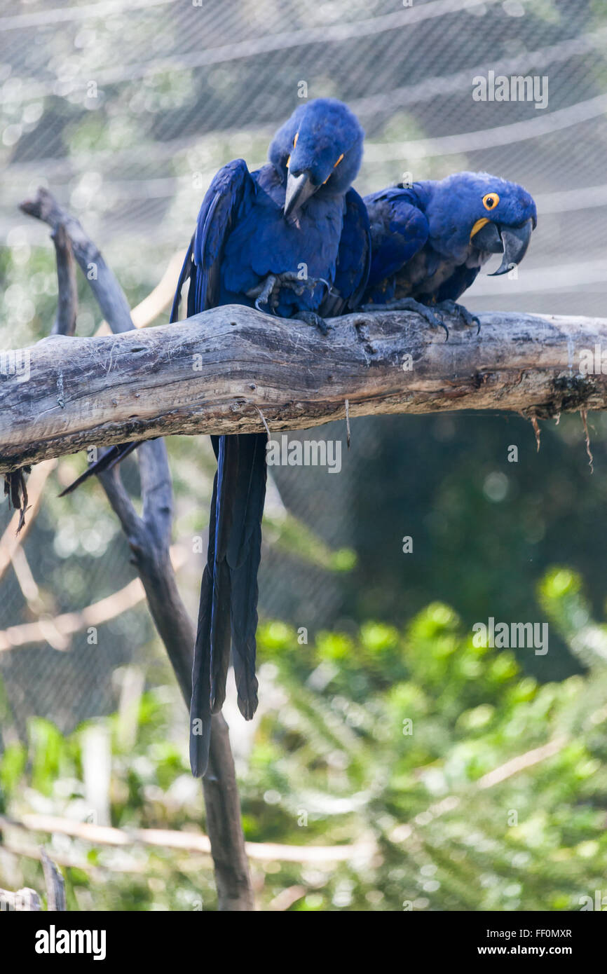 Pair of Hyacinth Macaws Stock Photo