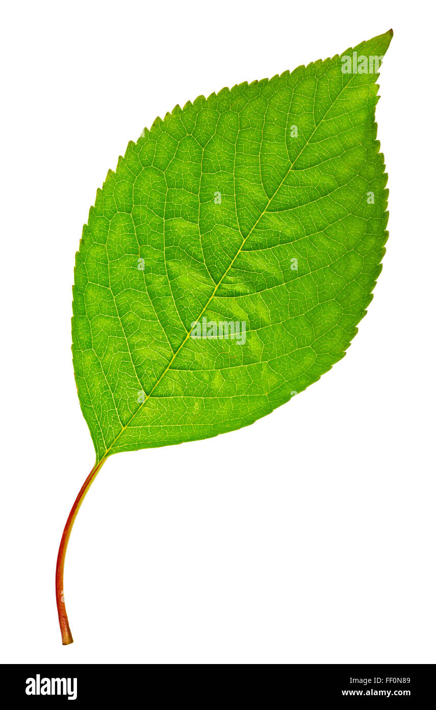 Green leaf isolated on a white background Stock Photo