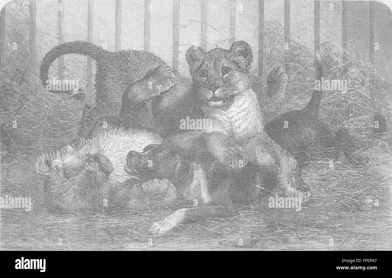 LONDON Lion Cubs, Gdns of, Regent's Park 1854. Illustrated London News Stock Photo
