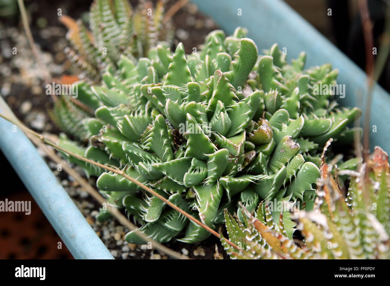 Tiger jaws succulent plant or known as Faucaria tigrina Stock Photo
