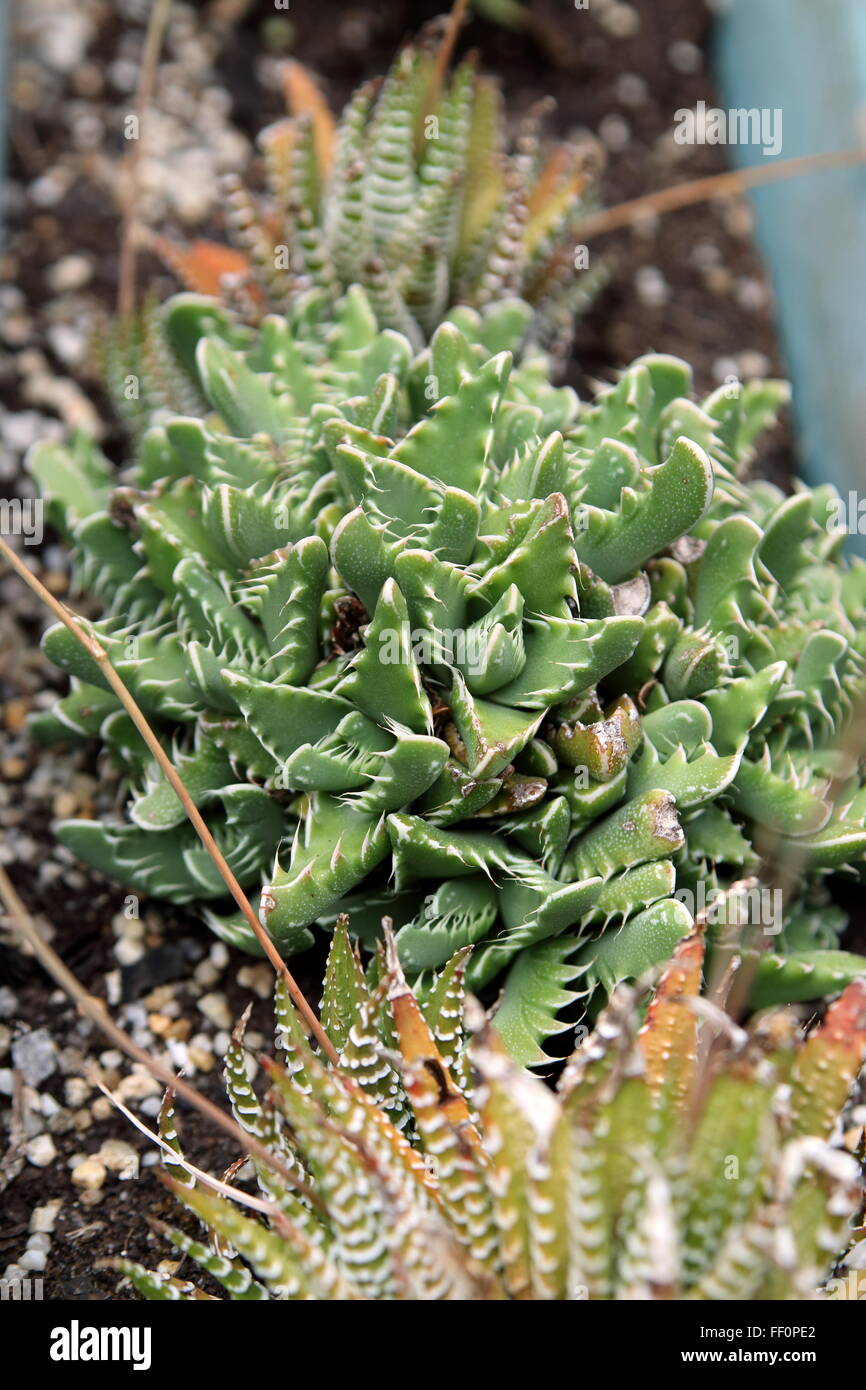 Close up of Tiger Jaws, Shark's Jaws succulent plant or known as Faucaria tigrina Stock Photo