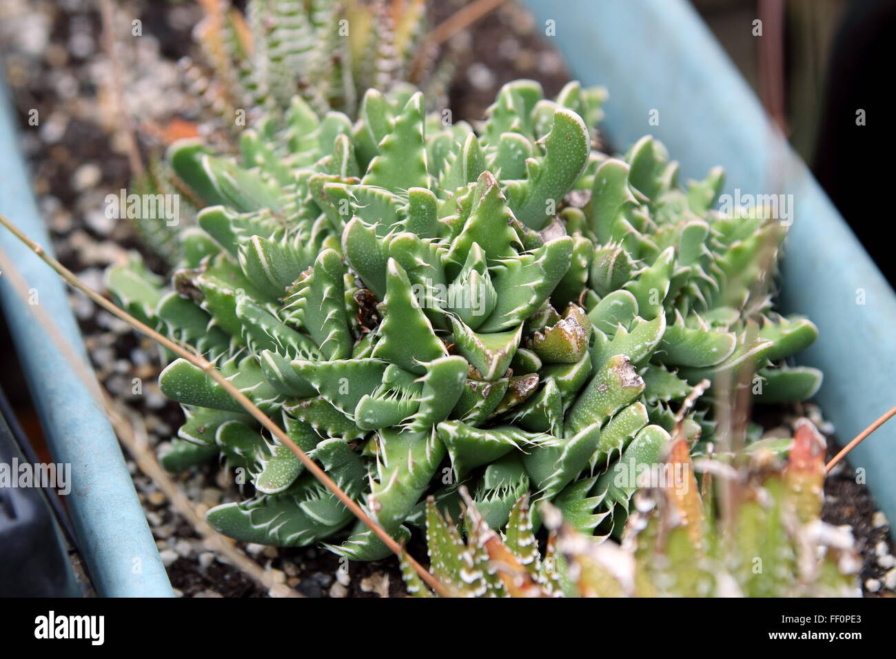 Tiger jaws succulent plant or known as Faucaria tigrina Stock Photo