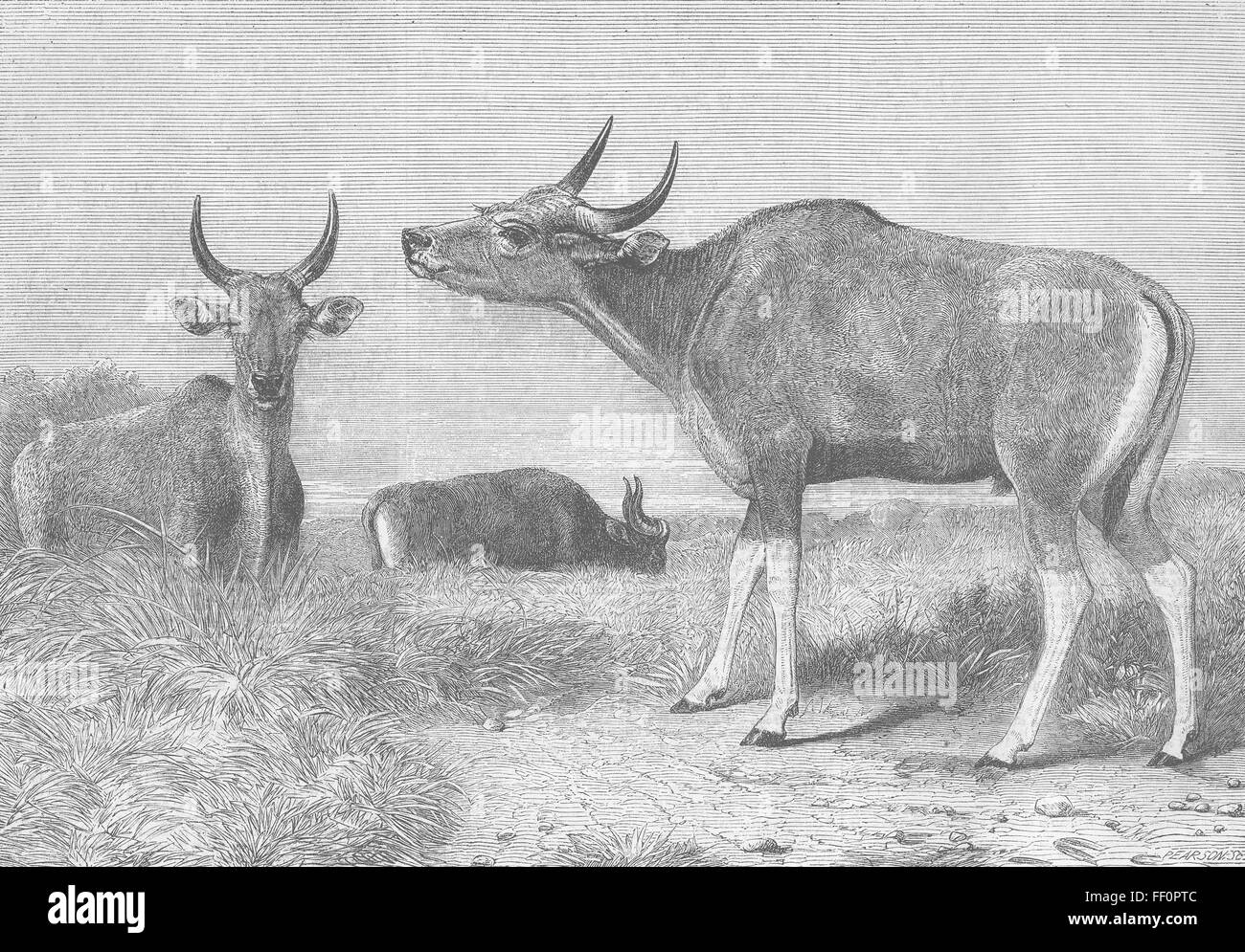 BURMA Banteng, or Pegu ox(Bos Sondaicus) 1863. Illustrated London News Stock Photo