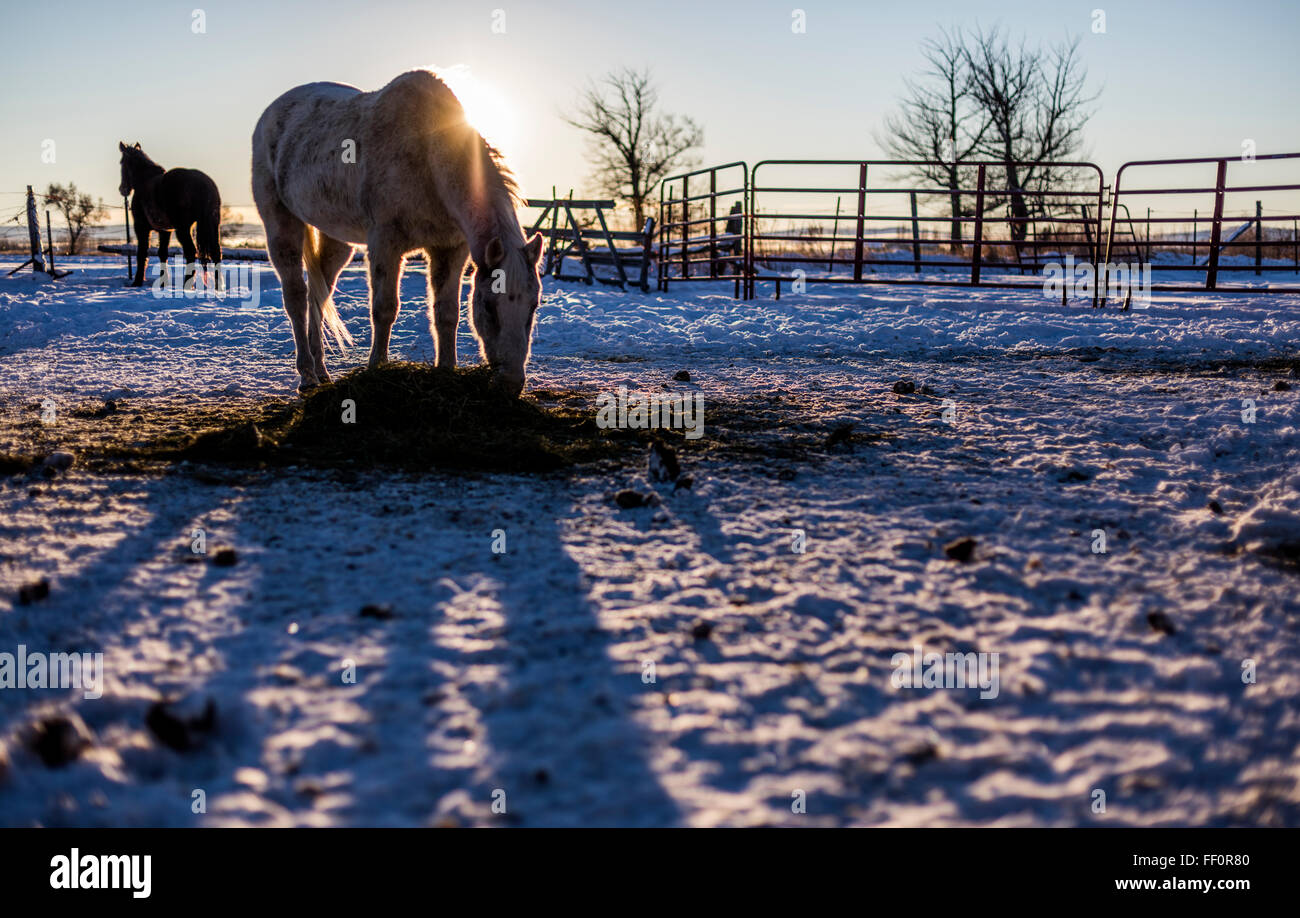 Wild American Mustangs feed in a corral during the winter after having been adopted from the US Bureau of Land Management horse adoption in Idaho, USA. Stock Photo