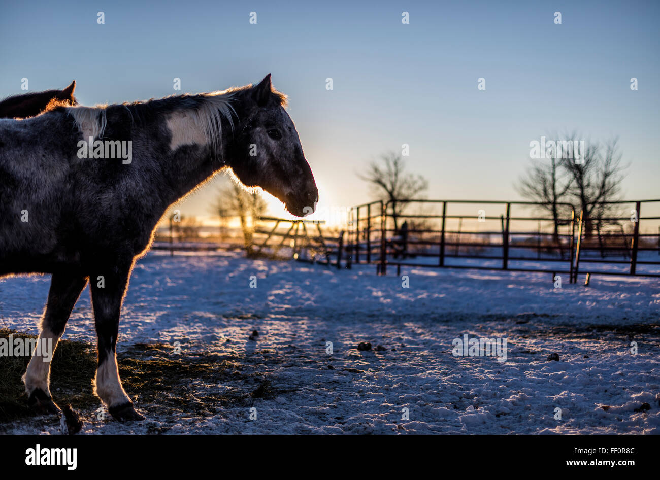 Wild American Mustangs feed in a corral during the winter after having been adopted from the US Bureau of Land Management horse adoption in Idaho, USA. Stock Photo