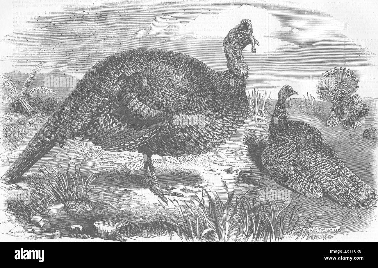 HONDURAS Honduras Turkeys 1858. Illustrated London News Stock Photo