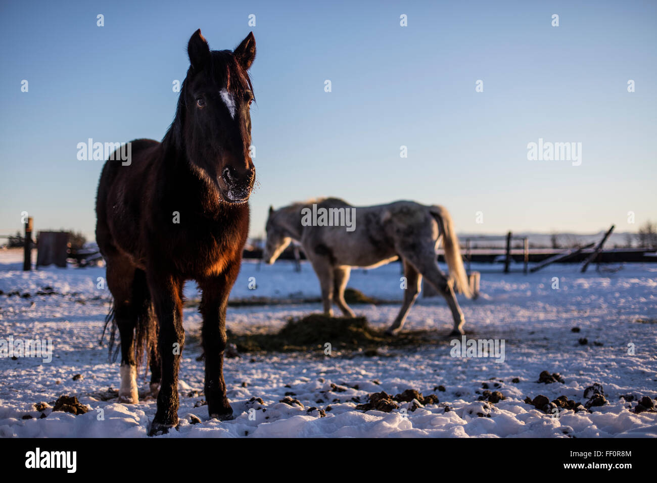 Wild American Mustangs feed in a corral during the winter after having been adopted from the US Bureau of Land Management horse adoption in Idaho, USA. Stock Photo