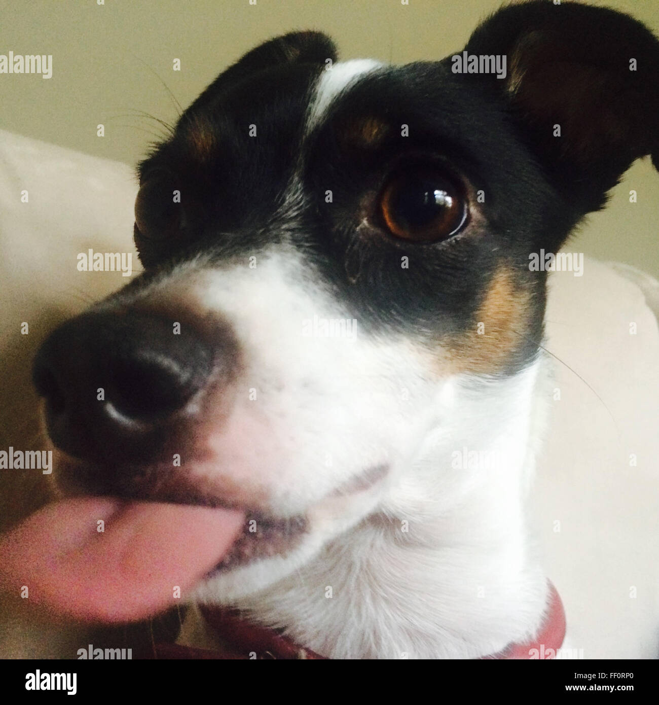 Close up of dog sticking out tongue - Smartphone Captured Stock Image