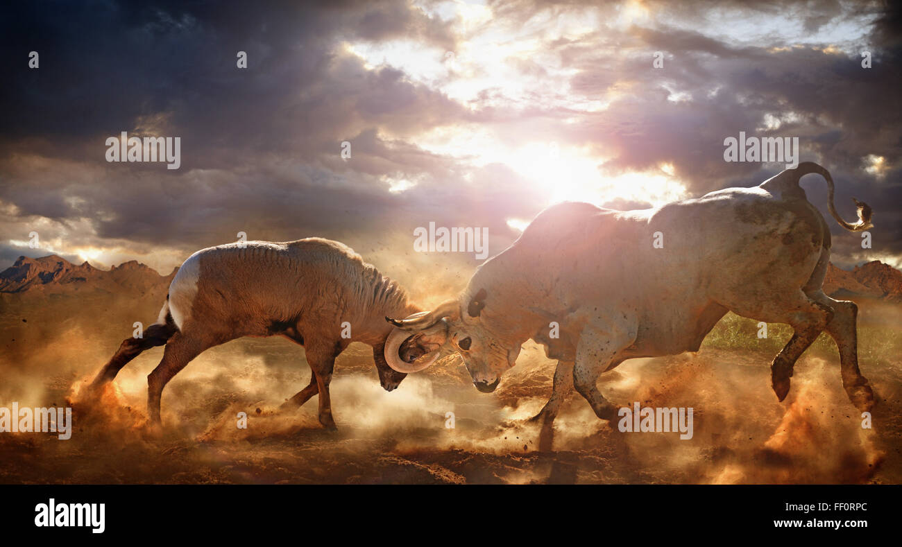 Bull and ram fighting in dusty field Stock Photo