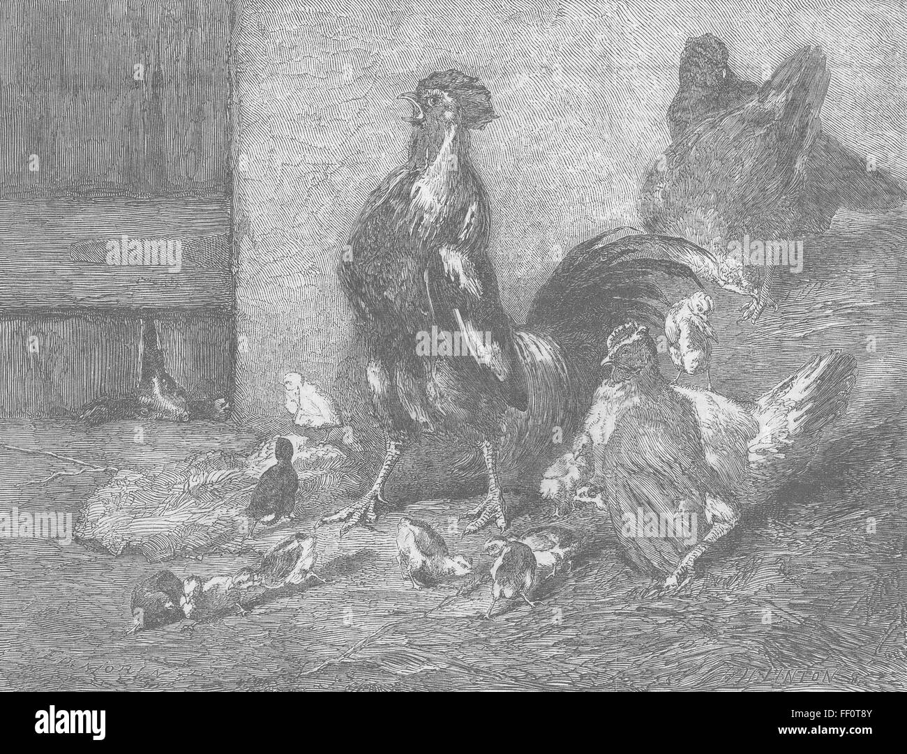 CHICKEN The poultry-yard in danger 1862. Illustrated London News Stock Photo