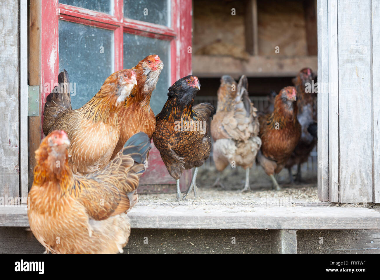A group of hens walking around in the doorway of a chicken coop. Stock Photo